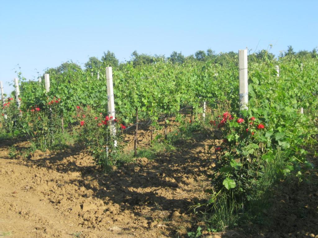 Agriturismo Consalvi Valentina Marsciano Buitenkant foto